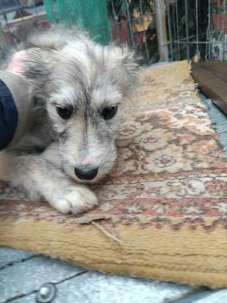 Rita kleine Zuckerschnute sucht Körbchen