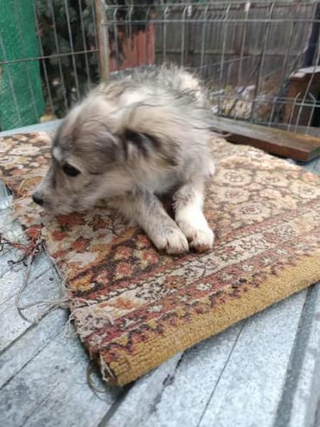 Rita kleine Zuckerschnute sucht Körbchen