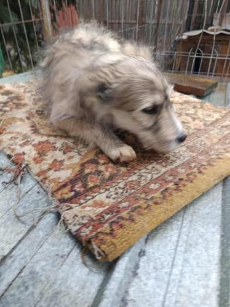 Rita kleine Zuckerschnute sucht Körbchen