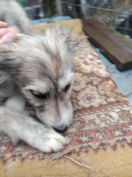 Rita kleine Zuckerschnute sucht Körbchen