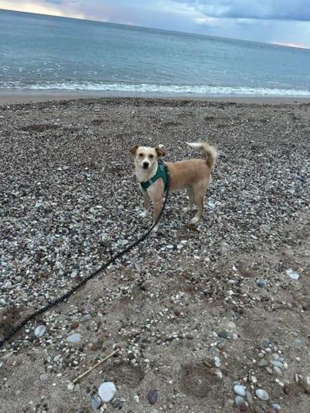 Zaubermaus Hera sucht ihre Familie!