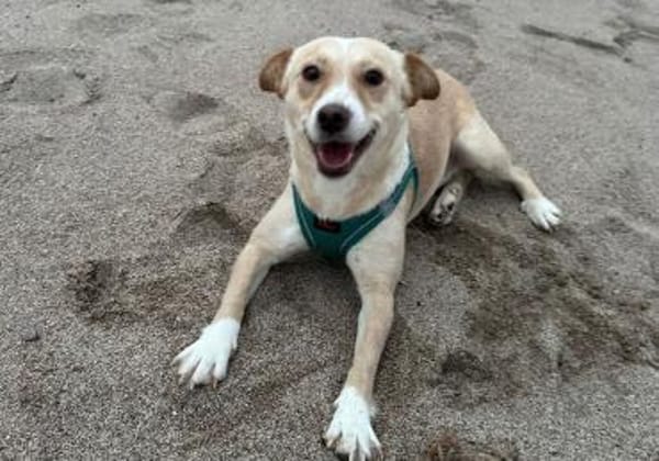 Zaubermaus Hera sucht ihre Familie!