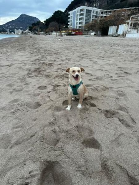 Zaubermaus Hera sucht ihre Familie!