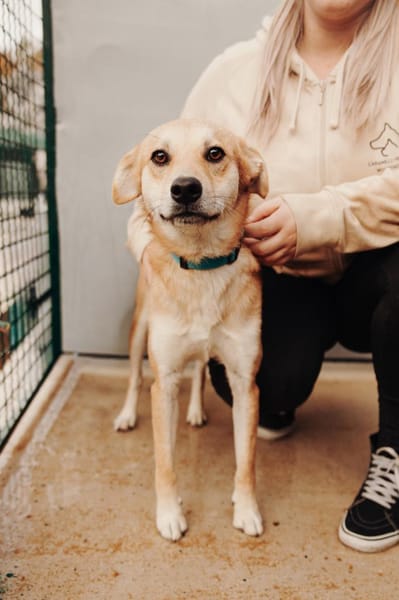 Aki - Zuhause gesucht!