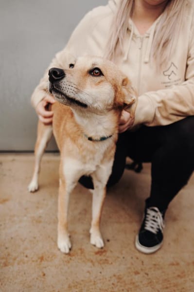 Aki - Zuhause gesucht!