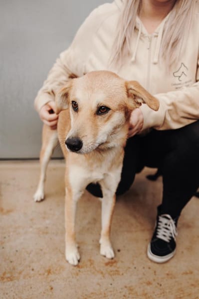 Aki - Zuhause gesucht!