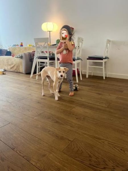 Zarte verspielte Mila sucht ihr Zuhause.