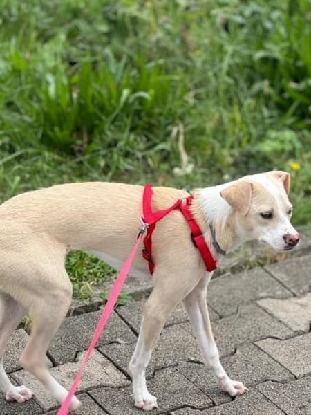 Zarte verspielte Mila sucht ihr Zuhause.