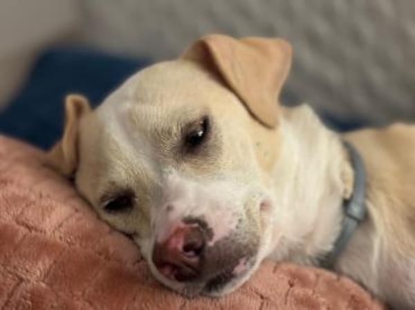 Zarte verspielte Mila sucht ihr Zuhause.