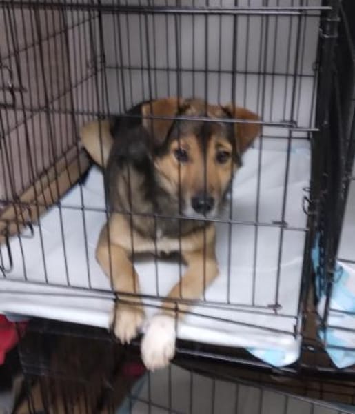 Tilda und Miles, ein Paar sucht Zuhause