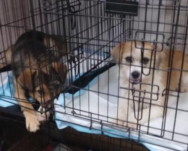 Tilda und Miles, ein Paar sucht Zuhause