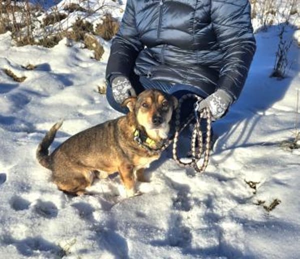 Bobby, der Schlichter vom Tierheim