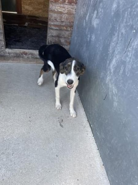 Junghündin Romy sucht ihr Zuhause