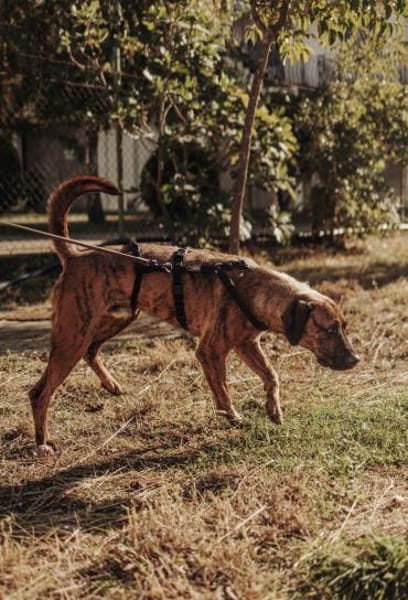 Herzenshund Bruno sucht seine Familie