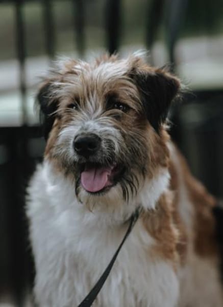 Aria offen, freundlich und herzlich