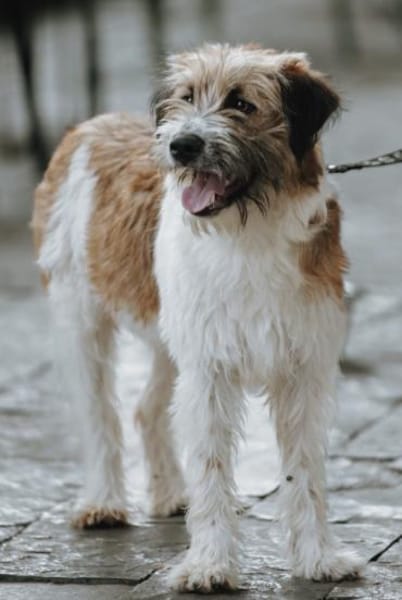 Aria offen, freundlich und herzlich