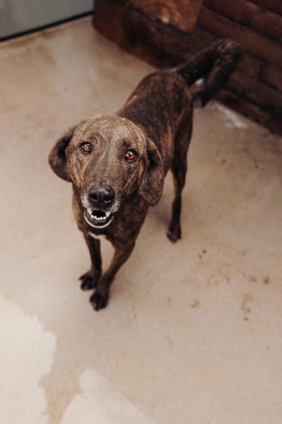 Teo - lieber Rüde sucht ein Zuhause