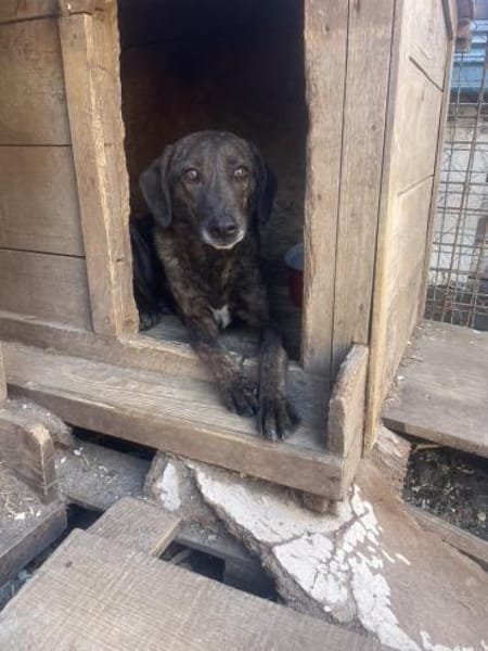 Teo - lieber Rüde sucht ein Zuhause