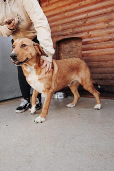 Toller Rüde Zevs - sucht sein Glück