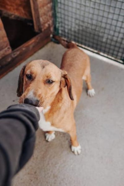 Toller Rüde Zevs - sucht sein Glück