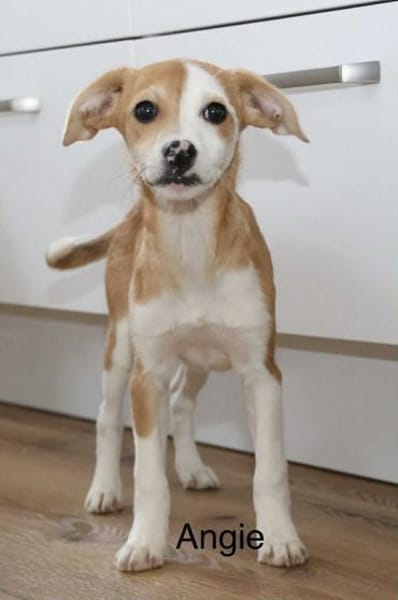 Angie 25 cm 4 mon.