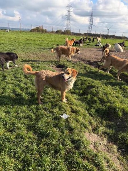 Milk sucht ein Zuhause oder Pflegestelle