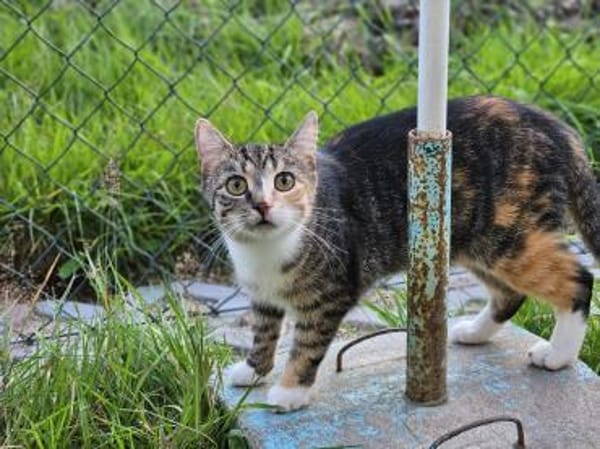 Calvin, Clark, Curtis & Chucky