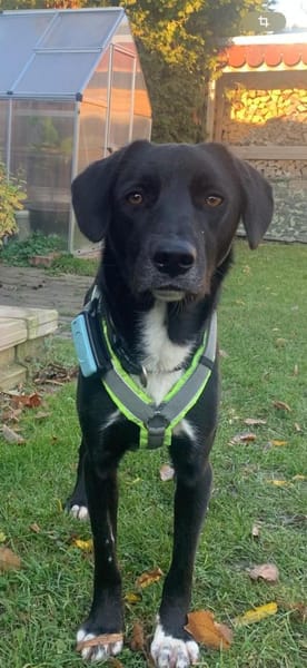 Leo - ein Herzenshund