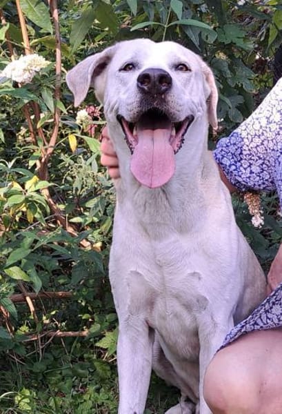 Murray sucht ein Zuhause als Einzelprinz