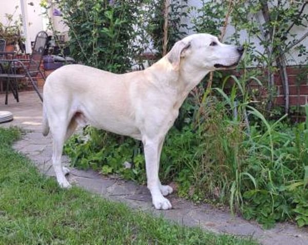 Murray sucht ein Zuhause als Einzelprinz