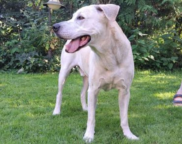 Murray sucht ein Zuhause als Einzelprinz