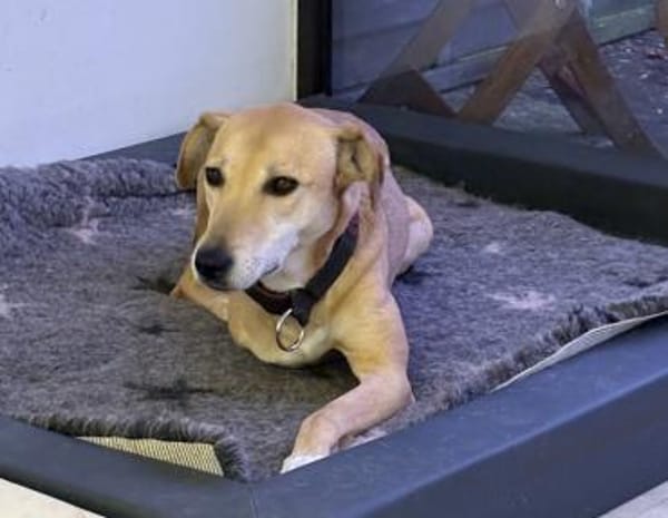 Aurelia hat es mehr als verdient!