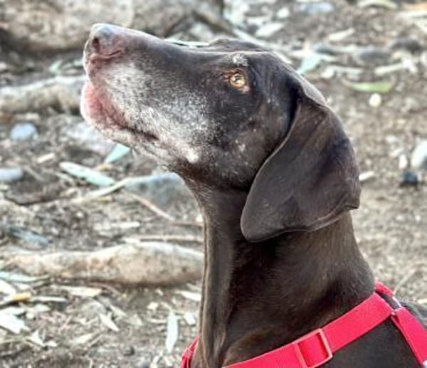 Choco (9 Jahre) sucht Sofaplatz