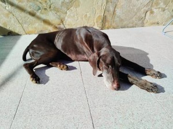 Choco (9 Jahre) sucht Sofaplatz