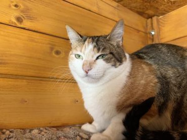 Pina will  erobert werden (ALO) MUC