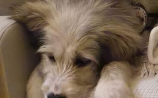 Zuhause gesucht für Nayla