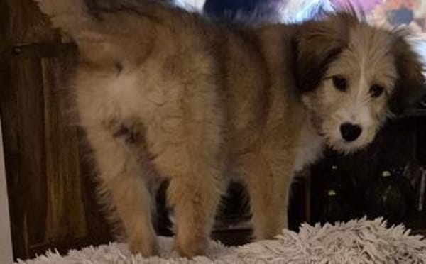 Zuhause gesucht für Nayla