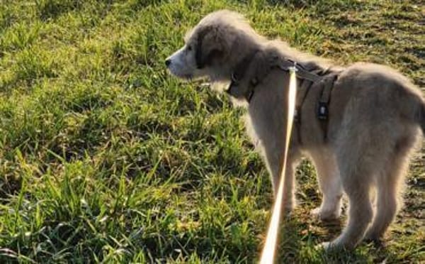 Zuhause gesucht für Nayla