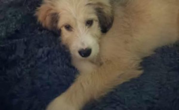 Zuhause gesucht für Nayla