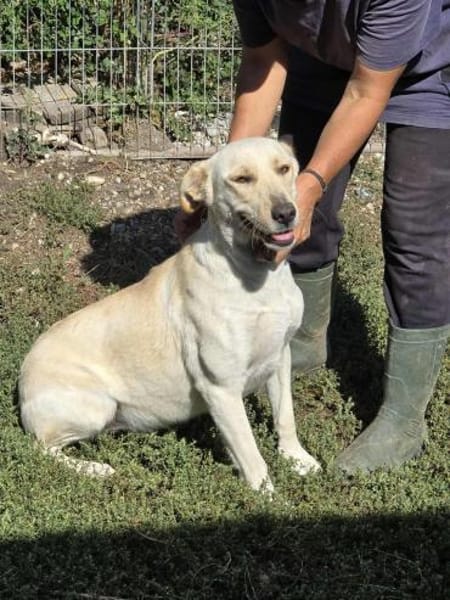 Sala nun Nala sucht neues Zuhause