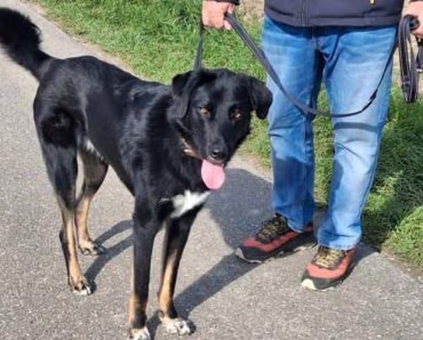 Monty sucht Haus mit Garten