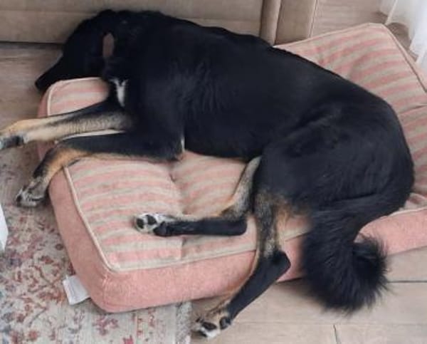 Monty sucht Haus mit Garten