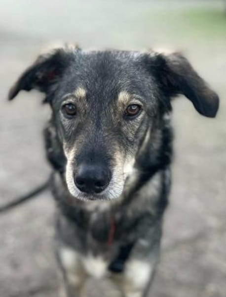 Tucker von kettenlos