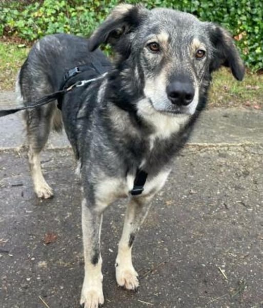 Tucker von kettenlos