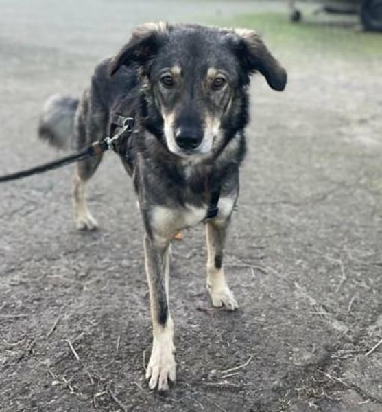 Tucker von kettenlos