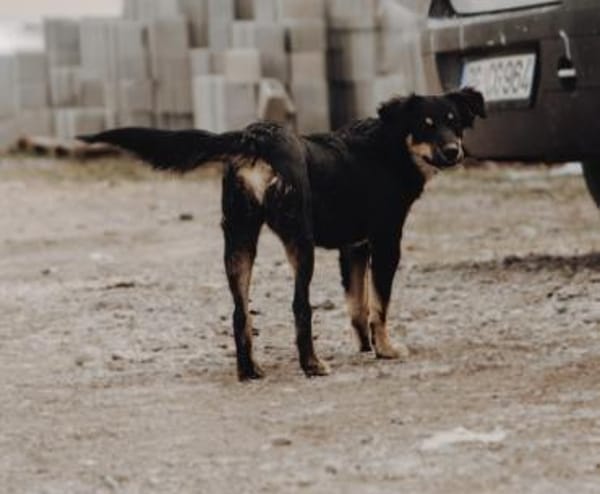 Zaubermaus Lotti sucht ihre Familie!