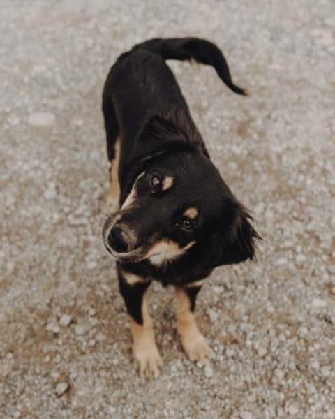 Zaubermaus Lotti sucht ihre Familie!