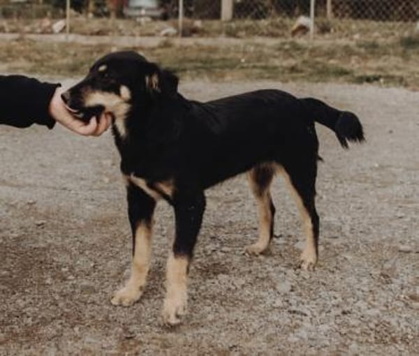 Zaubermaus Lotti sucht ihre Familie!