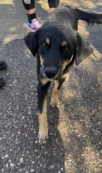 Zaubermaus Lotti sucht ihre Familie!