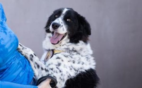 Stracciatella ist ein wundervoller Rüde